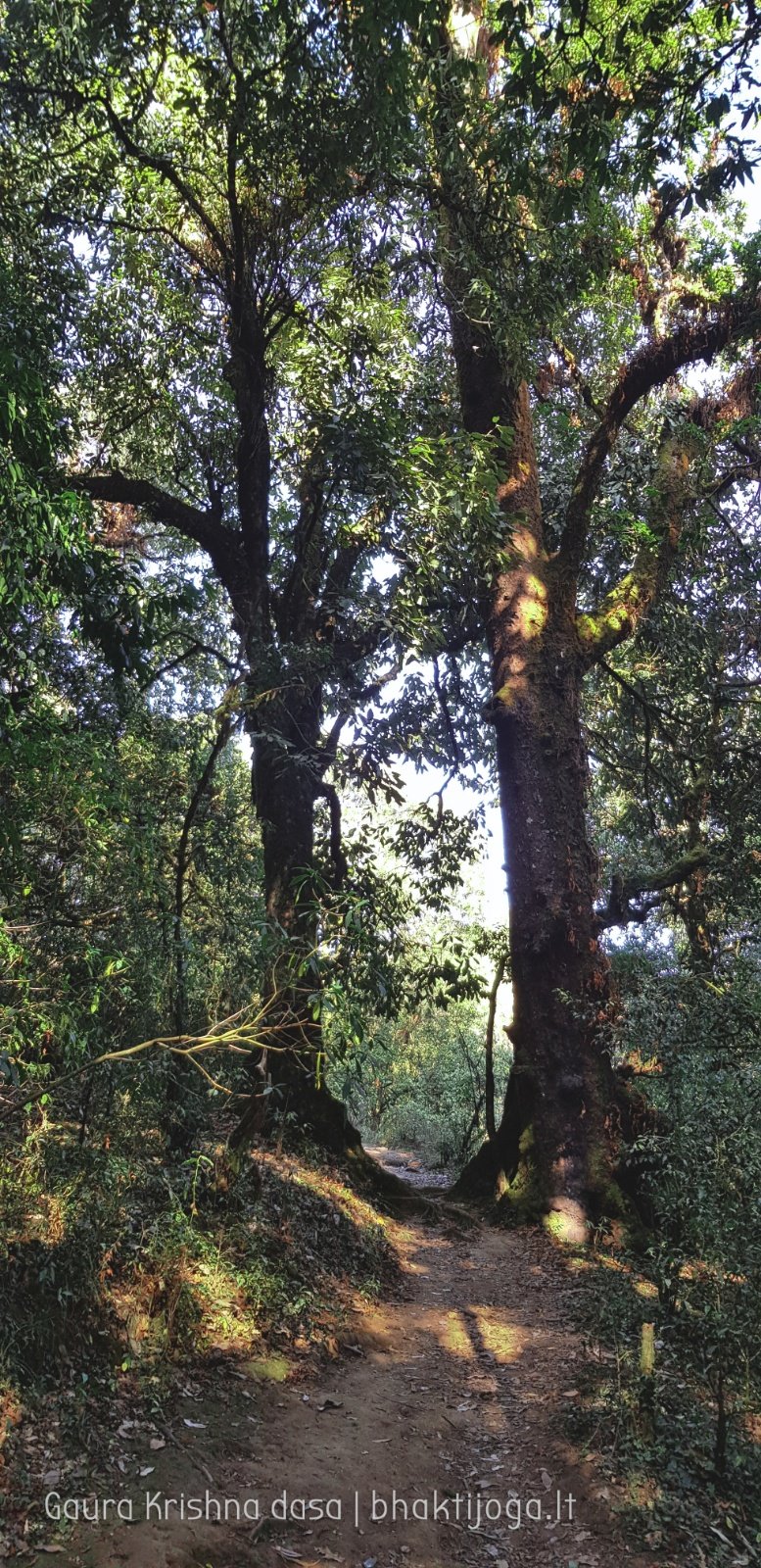  Trees. Shivapuri mountain. Kathmandu. 2019.01.15